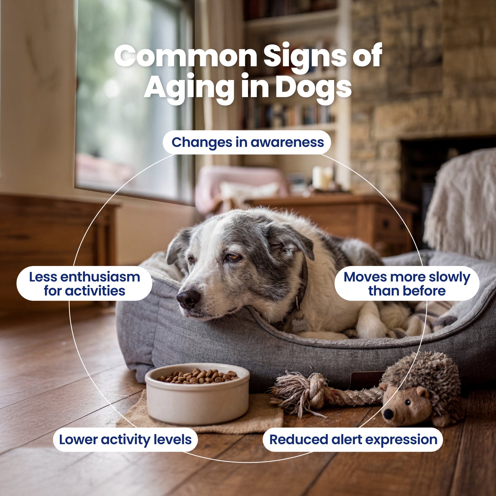 Longevity & Healthy Aging