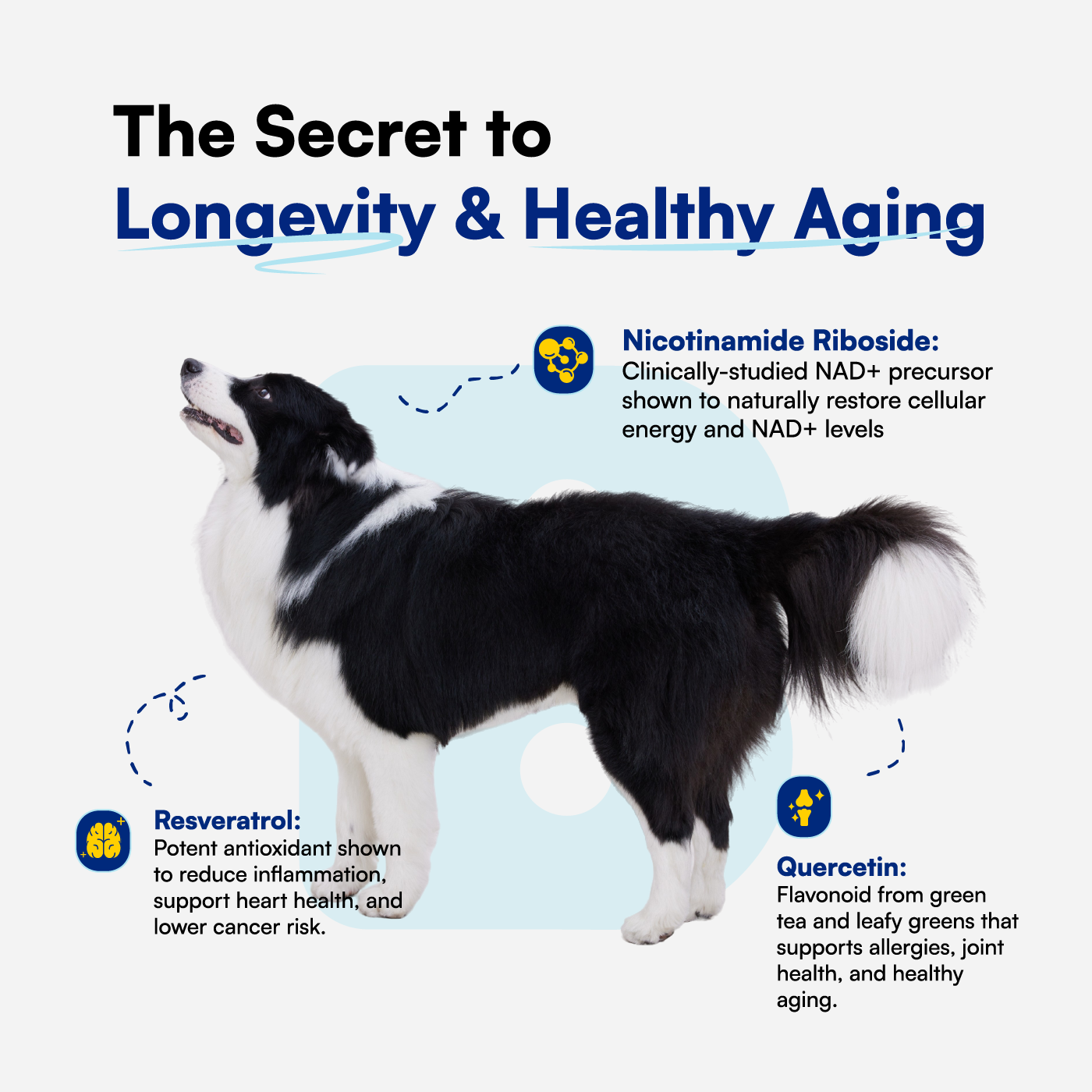 Longevity & Healthy Aging NAD+ Precursor Soft Chews