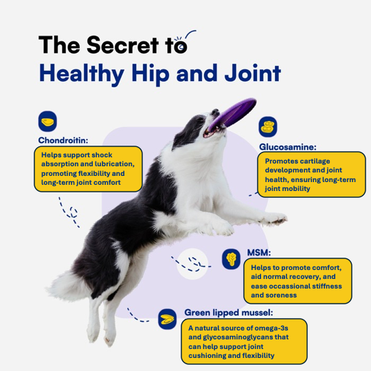 Advanced Hip & Joint Soft Chews for Dogs