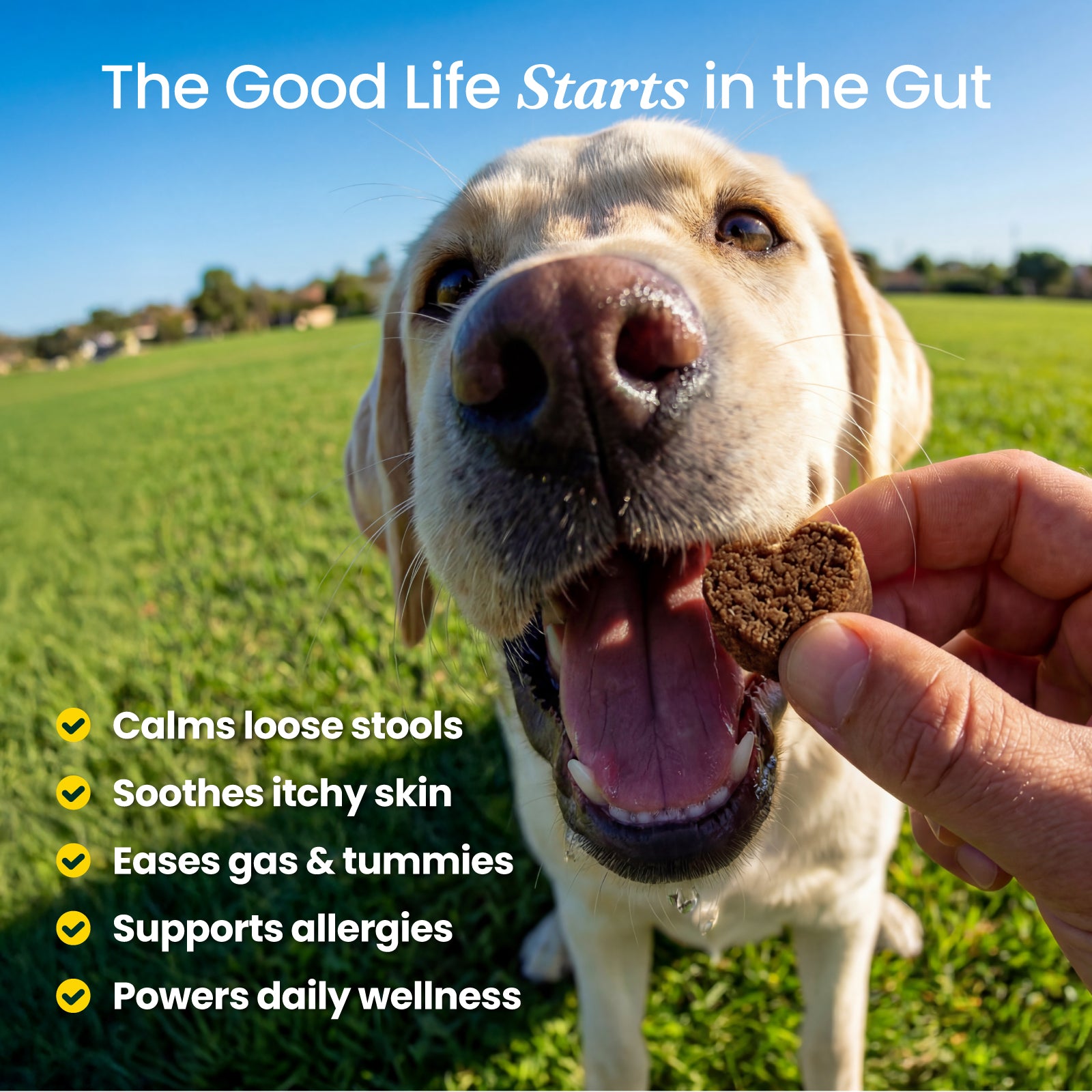 Probiotic 30 Billion