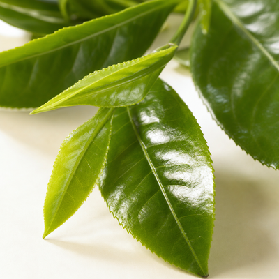 Boops Pets ingredient: l theanine green tea