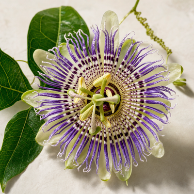 Boops Pets ingredient: passion flower