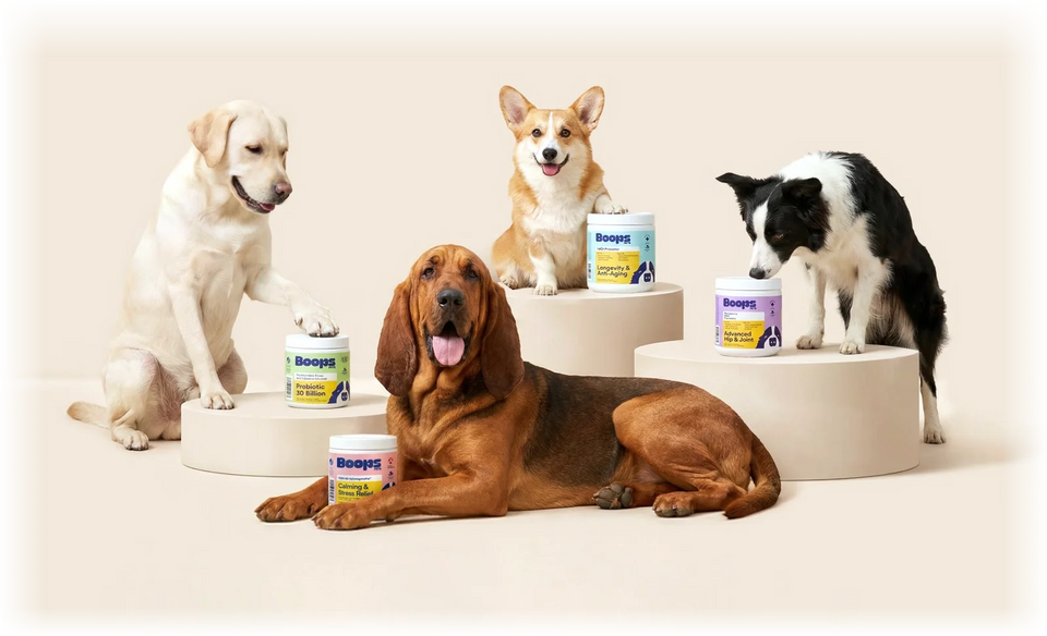 Four dogs with Boops supplement jars
